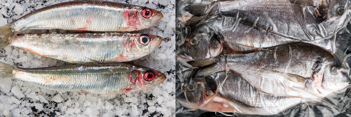 Conservation du poisson sous vide, facile avec Magic Vac et ses foodsaver.